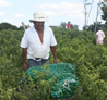 Dilegs sobre conservaci comunitria i legislaci ambiental a Mxic
