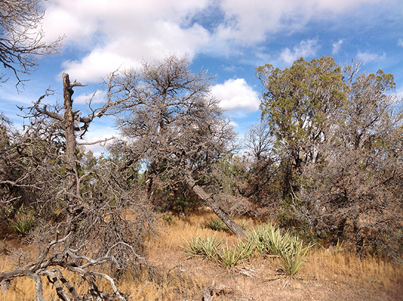 Mortalitat de Pinus edulis en New Mexico causada per la sequera de 2001-2007 en combinació amb l’atac d’insectes escolítids. Autor: Francisco Lloret