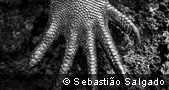 CaixaForum Madrid. Exposició: Gènesi. Sebastião Salgado. Iguana marina (Amblyrhynchus cristatus). Galàpagos. Equador. 2004. © Sebastião Salgado/Amazonas Images/Contacto
