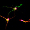 Descobriment neurones