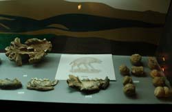 Museu arqueologic i Cova del Toll: mamífers, fauna...