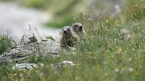 xit de la reintroducci de marmotes als Pirineus