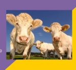 Exposicions gener-abril 2019 a les Biblioteques de la UAB\ Fernández García, Aida