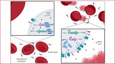 Mecanisme clau de supervivència de Mycoplasma genitalium
