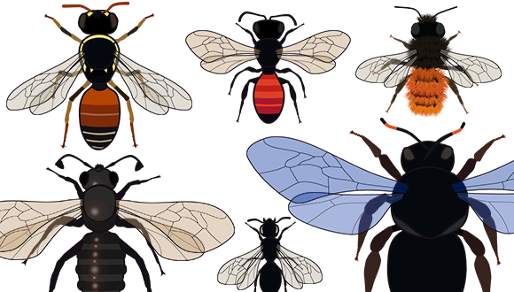 Diferents espècies d'abelles que es poden trobar a la Península Ibèrica. Il·lustració: J.Luis Ordóñez, CREAF.