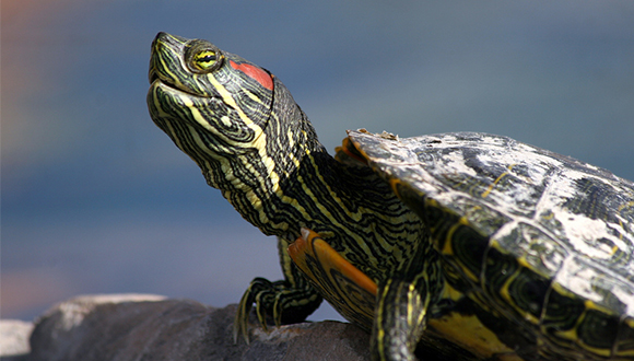 La tortuga de Florida (Trachemys scripta elegans) és un rèptil que ja fa temps que ha esdevingut invasor a Catalunya. Autor: Brent Myers (CC BY 2.0)