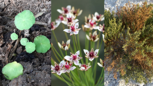 Las tres especies de flora recuperada son (de izquierda a derecha) el junco florido (Butomus umbellatus), el sombrerillo de agua (Hydrocotyle vulgaris) y la Sarcoconia Alpini. Fuente: Ramon Fortià / Ramon Fortià / José Quiles.