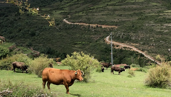 Pastoreo de ganado bovino mediante ganadería extensiva. Fuente: IPE-CSIC.