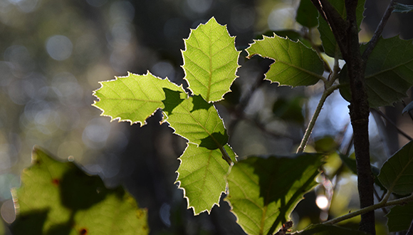 L'alzina (Quercus ilex) és una espècie típicament de la franja mediterrània. Autor: Jose Luís Ordóñez (CC BY-NC 2.0)