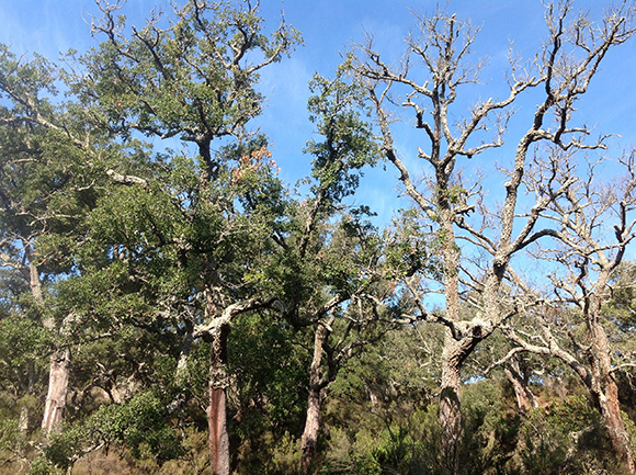 Mortalitat de suredes al Parque Natural de los Alcornocales (Càdis) en anys de sequera en arbres atacats per Phytophtora. Autor: Francisco Lloret