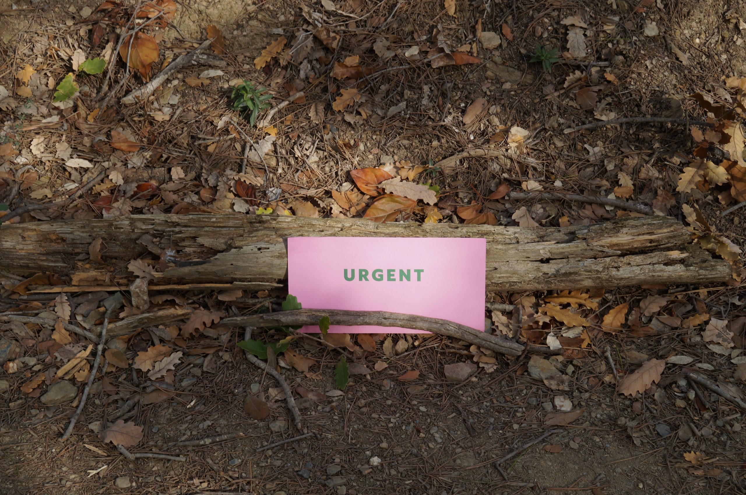 La paraula "urgent" esperant a ser trobada durant una activitat de la deriva del projecte Temps al bosc. Font: Diego de la Vega.