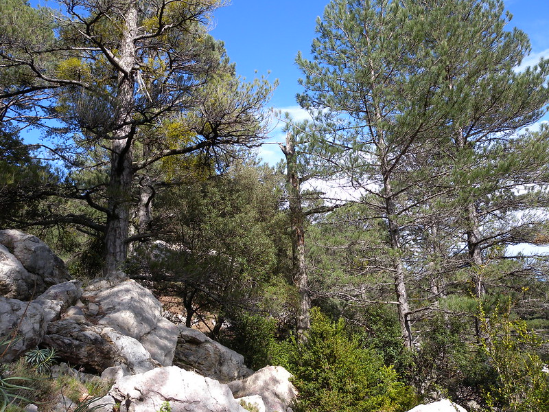 Bosque singular en Cataluña. Imagen: Lluís Comas.