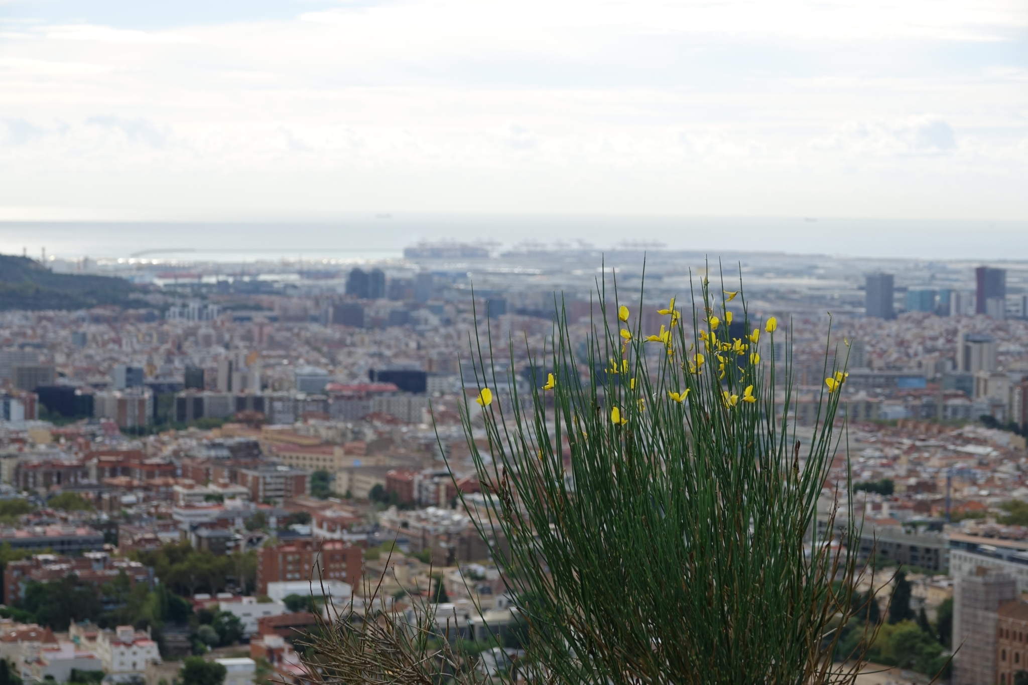 La ginesta, que la veiem florida en aquesta imatge del 22 d'octubre a Barcelona, només hauria de tenir flors entre els mesos d'abril i juliol. Font: Elisabeth Llopart (Voluntària de RitmeNatura)
