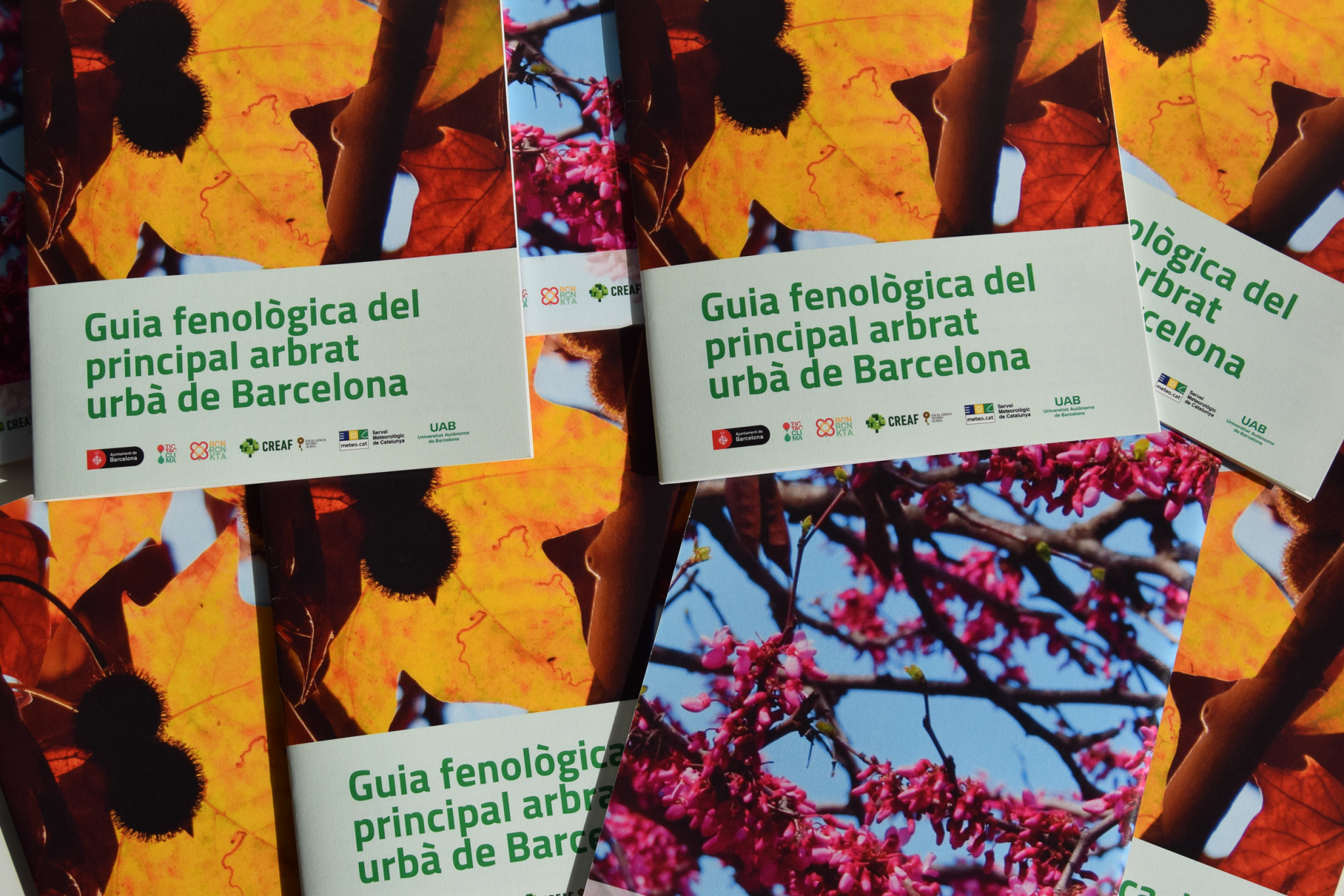 La guía fenológica del principal arbolado viario de Barcelona permite entender el ciclo biológico de algunas de las principales especies vegetales plantadas en la capital catalana. Fuente: RitmeNatura