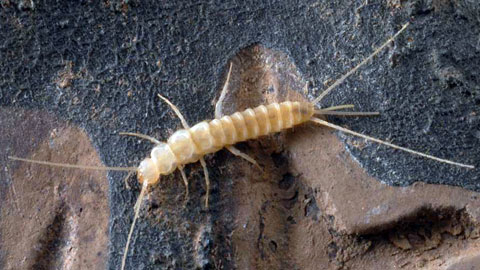 Coletinia majorensis. Autor: Pedro Orom�, Universidad de La Laguna