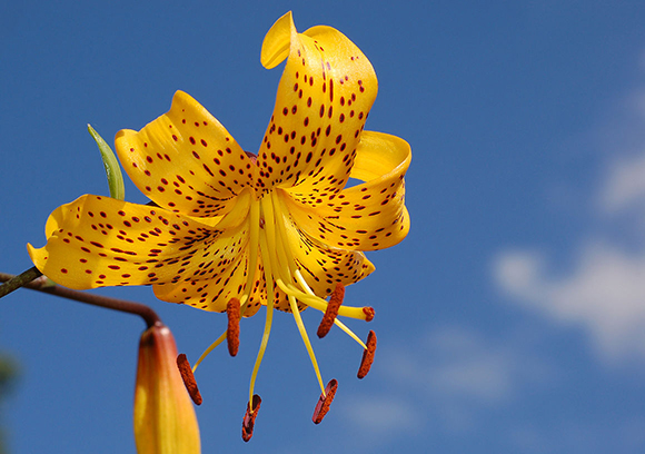 Hibridació entre Lilium davidii var unicolor x Lilium amable var luteum. Aquest lliri hibridat, conegut com a 'Citronella', és una planta ornamental. Autor: Derek Ramsey - Chanticleer Garden (CC BY-SA 3.0)