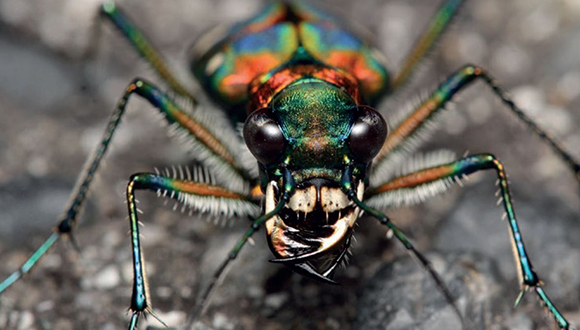 L'escarabat tigre (Cicindela japonica) habita al sòl. Font: Global Soil Biodiversity Atlas