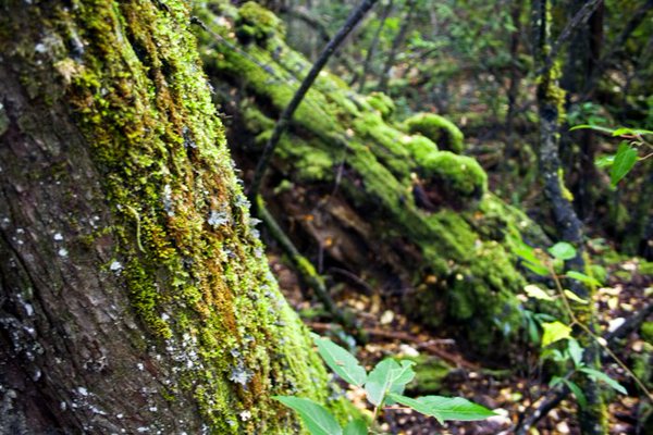 Thumbnail for “Els serveis ecosistèmics que ens ofereixen els boscos”, XII Jornada CREAF-SCB-ICHN