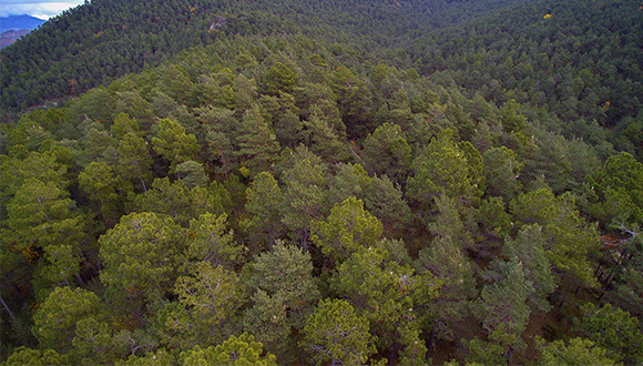 Gracias a las imágenes obtenidas con dron, como la de este pinar afectado por procesionaria, se podrán fotografiar afectaciones de grandes extensiones e, incluso, crear modelos 3D. Autor: Jaume Balagué