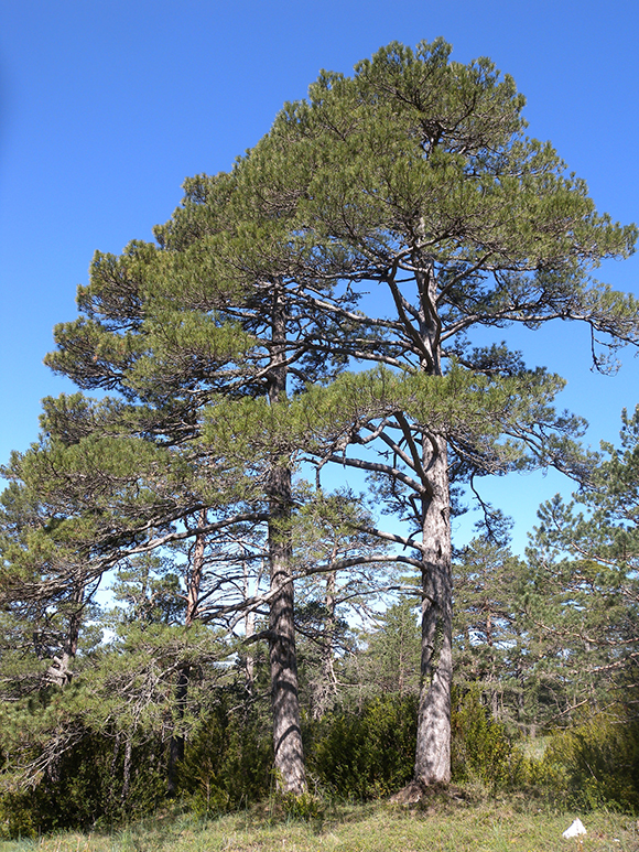 La pinassa (Pinus nigra) és un pi típicament de massissos muntanyosos amb clima sub-mediterrani. Autor: Lluís Comas