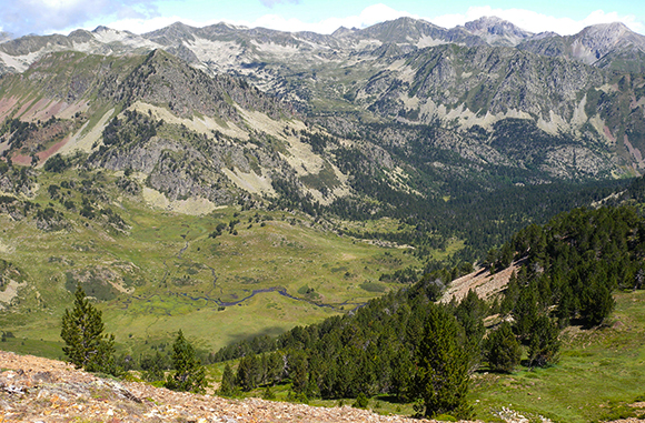 El pi negre (Pinus uncinata) és una conífera típicament d’alta muntanya, present als Pirineus. Autor: Lluís Comas
