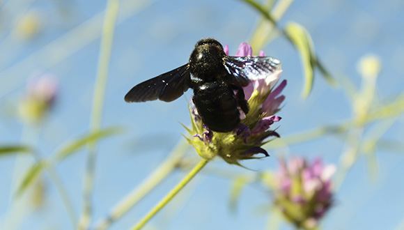 El borinot Xylocopa violacea és un pol·linitzadors comú de la península Ibèrica i es coneix com abella fustera, perquè fa els nius als troncs dels arbres perforant-los. Autora: Sara Reverté.