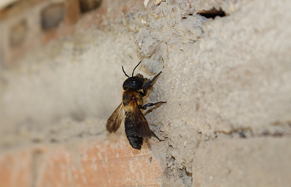 megachile_sculpturalis_niu