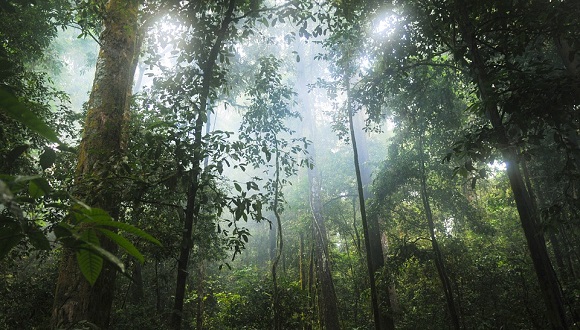 Selva nebulosa (o bosc de boira). Font: Pixabay (CC0).