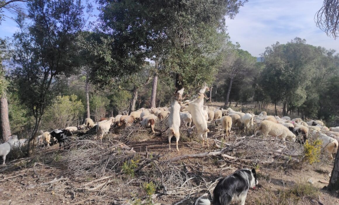 Cabres i ovelles pasturant al bosc. Imatge: Josep Maria Saurí