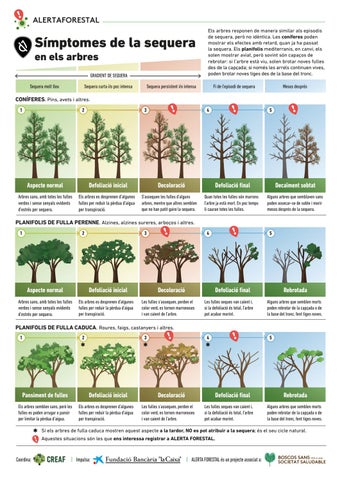 "Símptomes de la sequera en els arbres" publication cover image