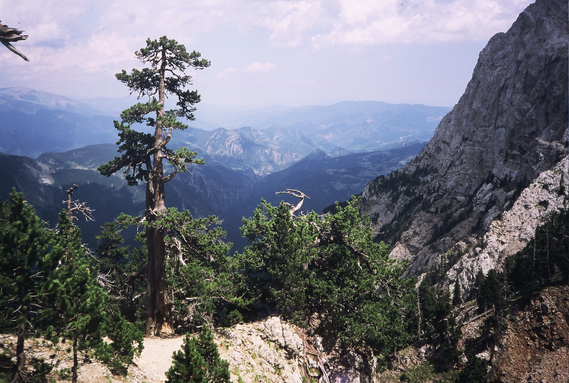 Espècie Pinus Uncinata, una de les espècies d'arbres que inclou l'estudi. Lloc: Pedraforca, Catalunya. Autoria: Laia andreu-Hayles.