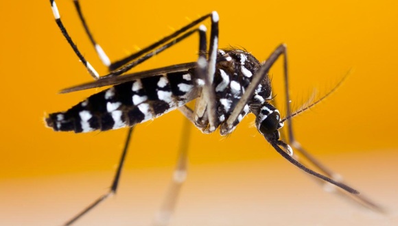 Mosquito Alert confirms five-year high in spring tiger mosquito numbers in 2020. Image: Istock foto