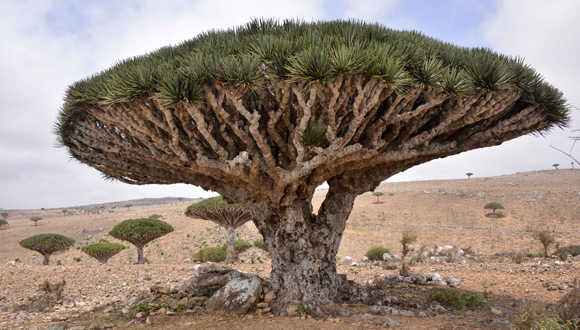 Drago de la illa de Socotra (Iemen). Foto: Rod Waddington CC BY-SA 2.0.