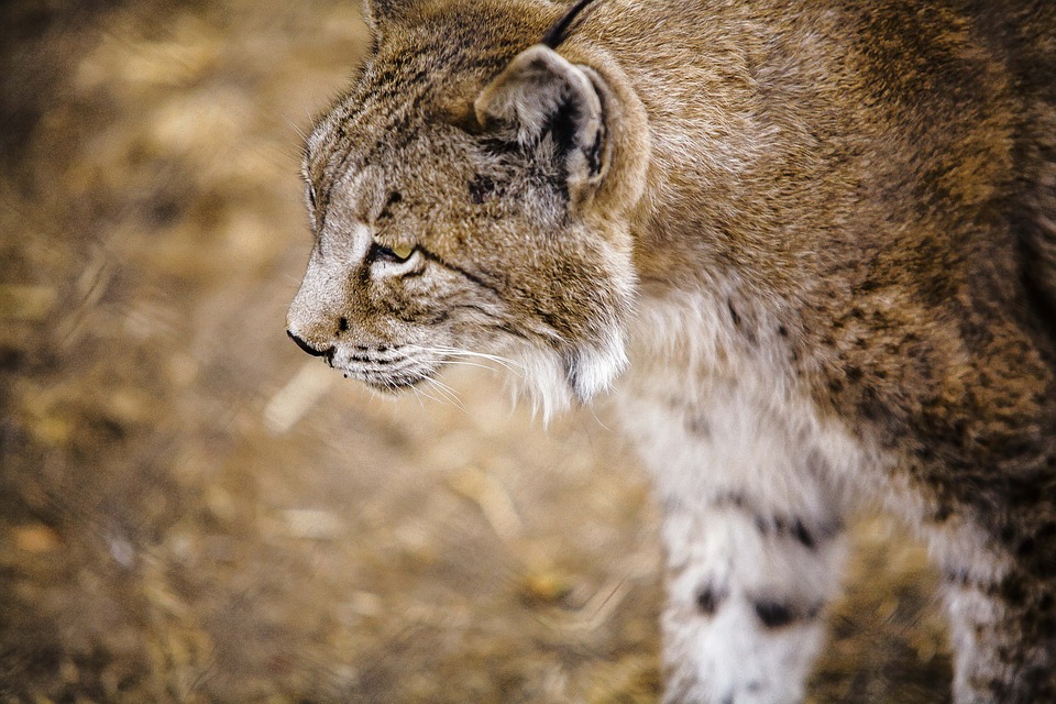 El linx ibèric (Lynx pardinus) és una espècie endèmica de la Península Ibèrica molt popular entre la societat. Actualment el seu estat de conservació segons la llista vermella de l'IUCN és "en perill d'extinció". Imatge: CC0/Public Domain.