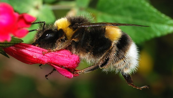 Les espècies d'abelles amb cervells més grans, tant en termes absoluts com relatius a la mida del cos, tenen una major capacitat d'aprenentatge. Imatge: Bombus terrestris, font Wikipedia.