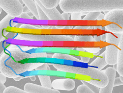 envelliment cellular