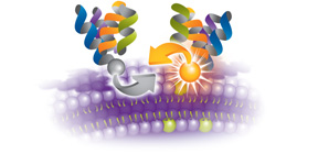 Kinetic apoptosis kits for a range of events