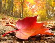 Portada Facebook Dia Mundial de les Víctimes d'Accidents de Trànsit