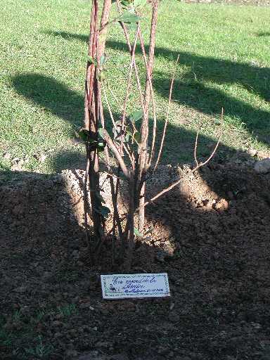 Imatge de l'homenatge