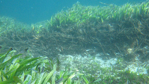 Praderia de Posidonia australis. Foto: Gary A. Kendrick