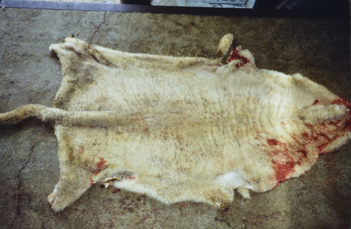 Defectos en cueros de bovino y pieles de ovino y caprino - Dipòsit Digital  de Documents de la UAB