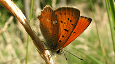 M�sters oficials de Bioci�ncies a la UAB