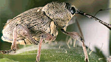 M�sters oficials de Bioci�ncies a la UAB. 