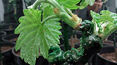 M�ster oficial de Biologia i Biotecnologia Vegetal