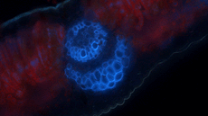 M�ster oficial de Biologia i Biotecnologia Vegetal