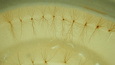 M�ster oficial de Neuroci�ncies