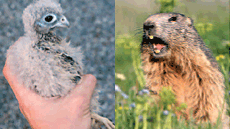 M�sters oficials de Bioci�ncies a la UAB. Ecologia Terrestre i Gesti� de la Biodiversitat