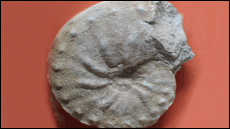 M�ster oficial de Paleontologia de la UAB