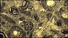 M�ster oficial de Paleontologia de la UAB