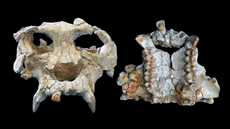 M�ster oficial de Paleontologia de la UAB